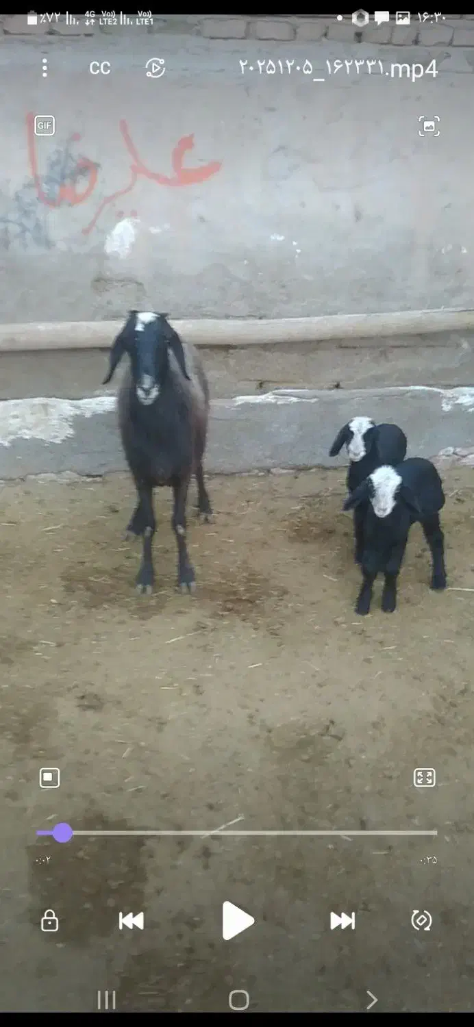 میش دوقلوزا شال|حیوانات مزرعه|اسفرورین, |دیوار