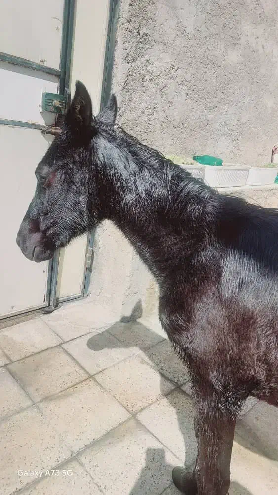 فروش فوری کره اسب سیاه|اسب و تجهیزات اسبسواری|جهرم, |دیوار