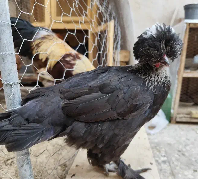 مرغ و خروس کاکلی پاپر نژاد دار تزئینی|حیوانات مزرعه|قم, مهدیه|دیوار