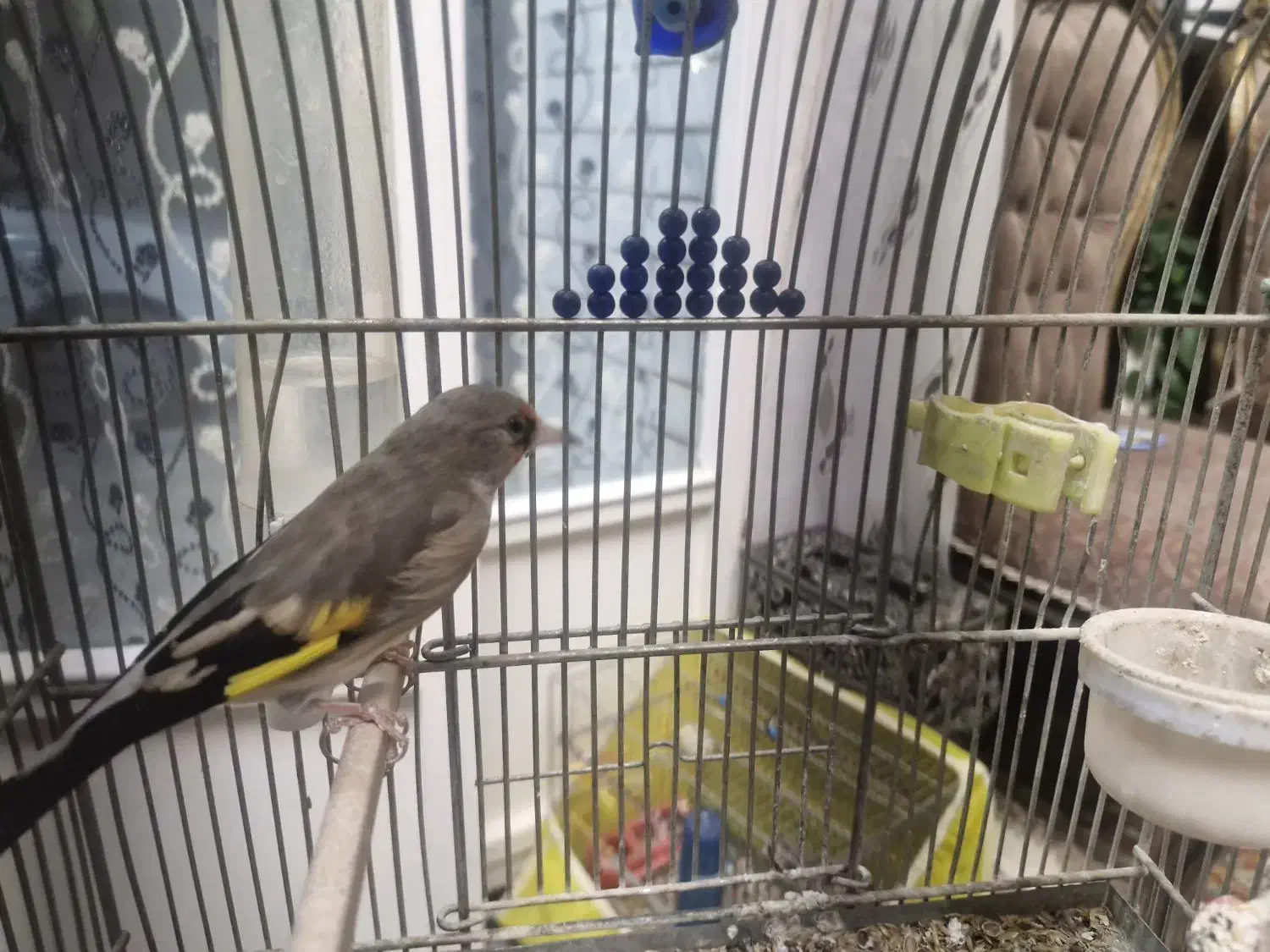 سهره کرمانی ماده آماده|پرنده|برخوار, |دیوار