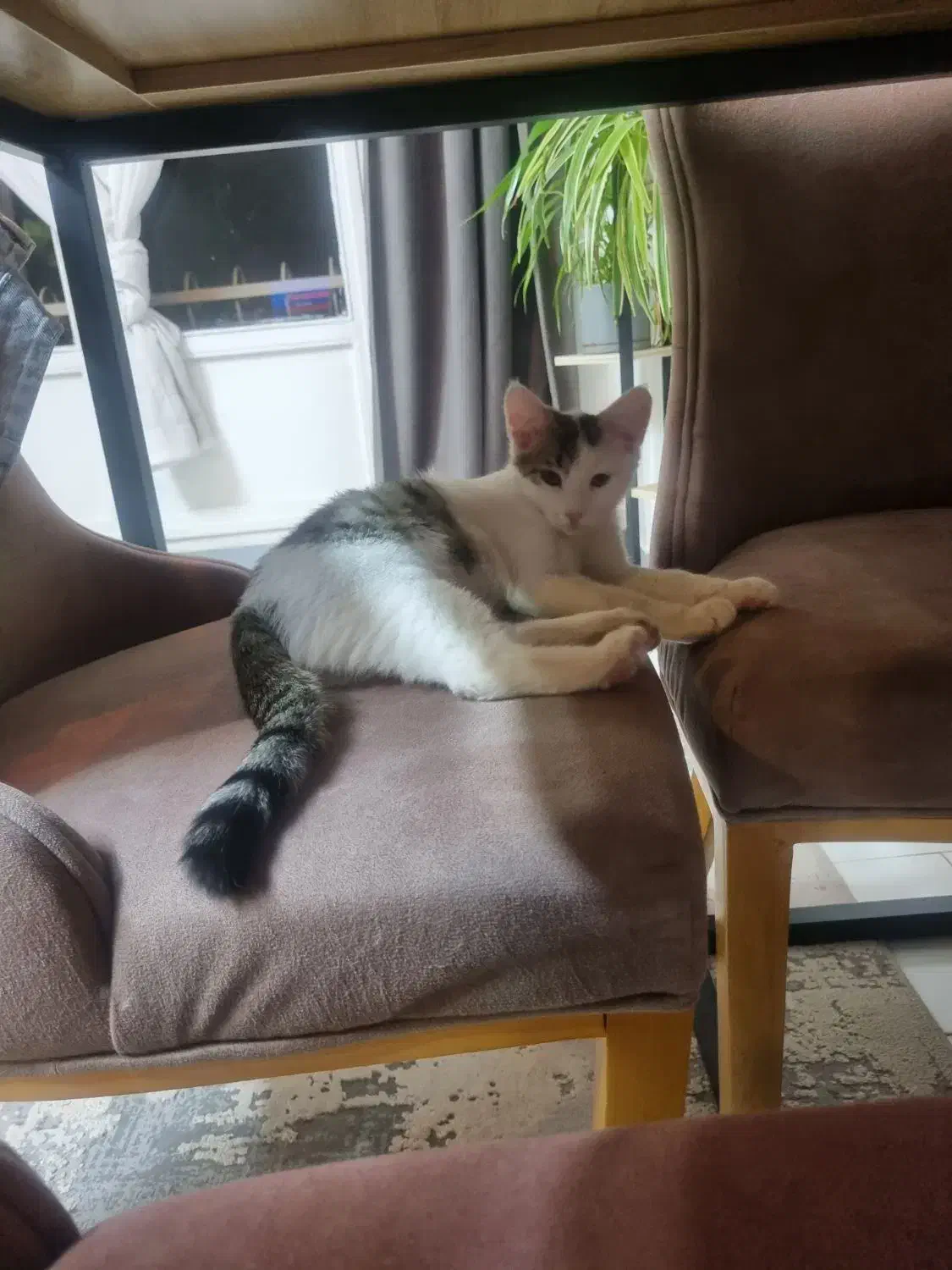 واگزاری دوتا بچه گربه|گربه|تهران, مجیدآباد|دیوار