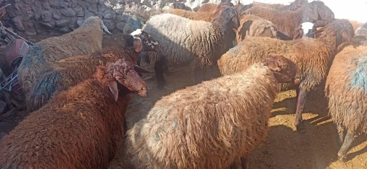 میش و بره|حیوانات مزرعه|سرولایت, |دیوار