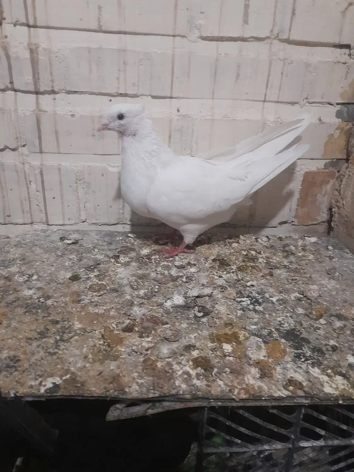 ماده سفید|پرنده|پلدختر, |دیوار