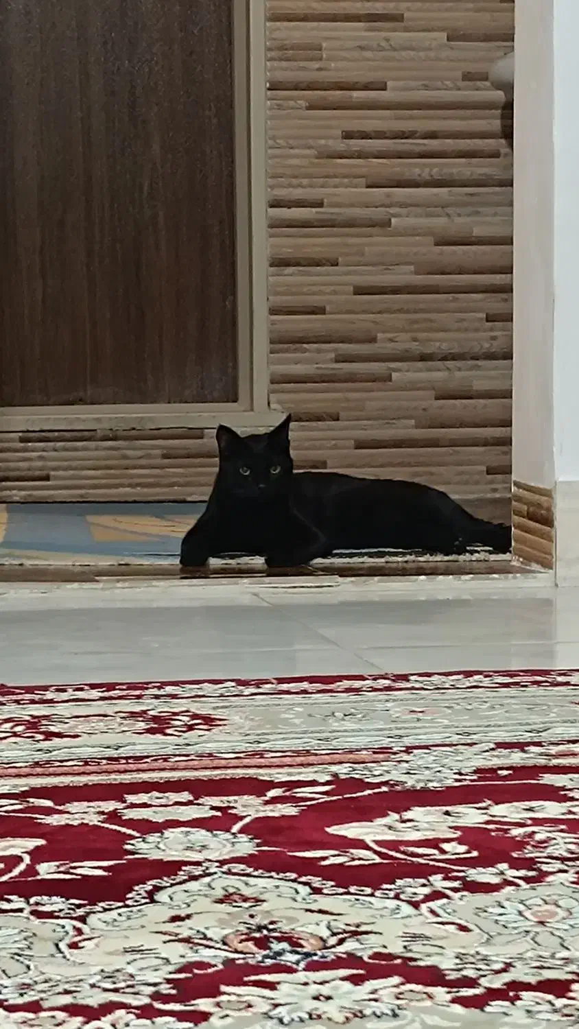 واگذاری گربه|گربه|ساوه, |دیوار