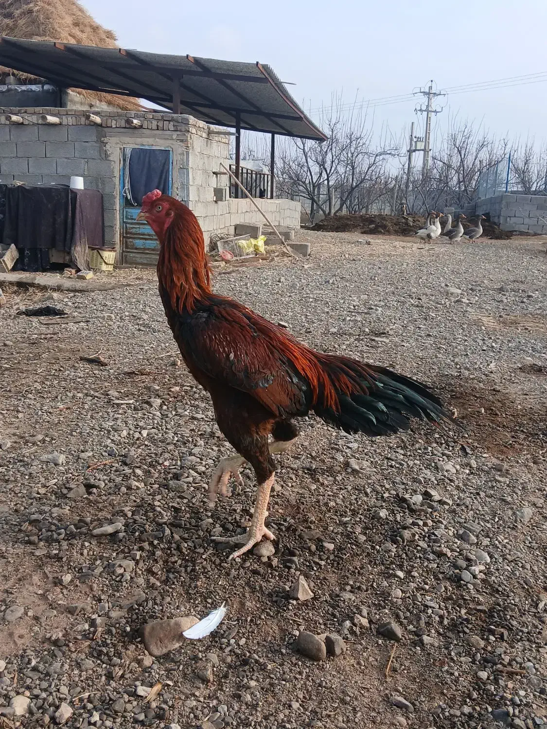 خروس لاری|حیوانات مزرعه|یامچی, |دیوار