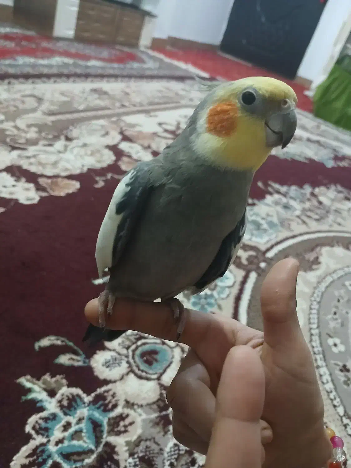 طوطی عروس|پرنده|لاهیجان, لیالستان|دیوار