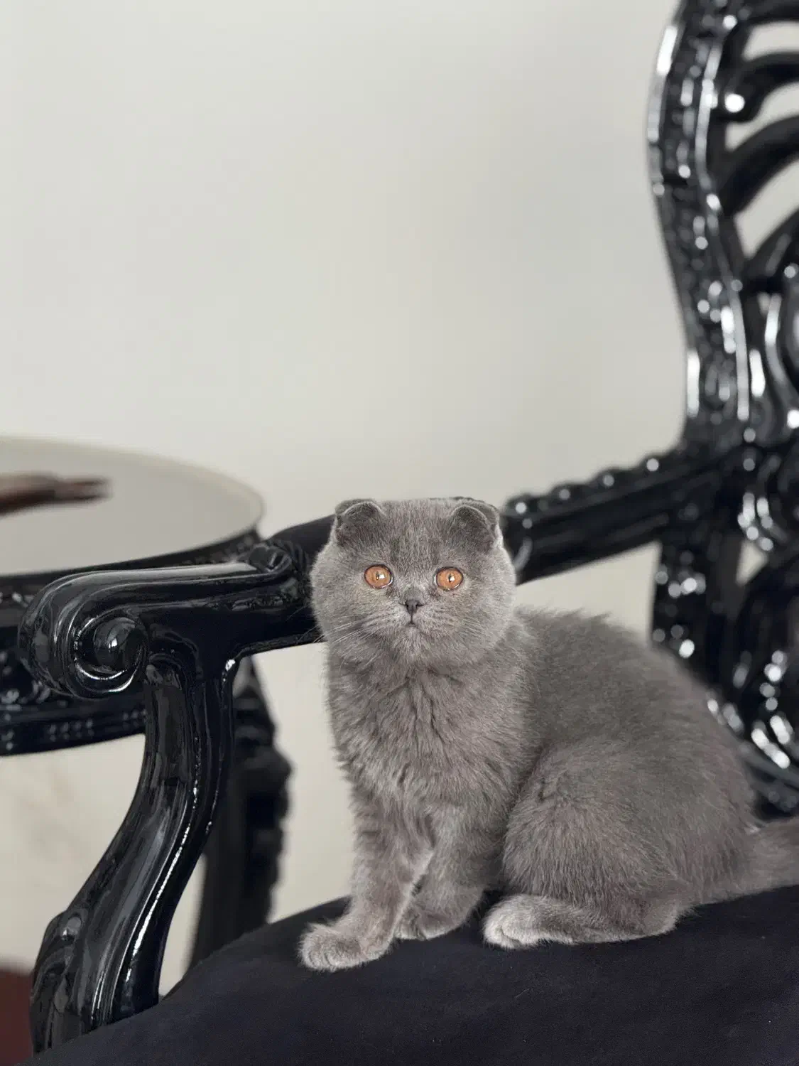 گربه اسکاتیش بلو وارداتی|گربه|کرج, عظیمیه|دیوار