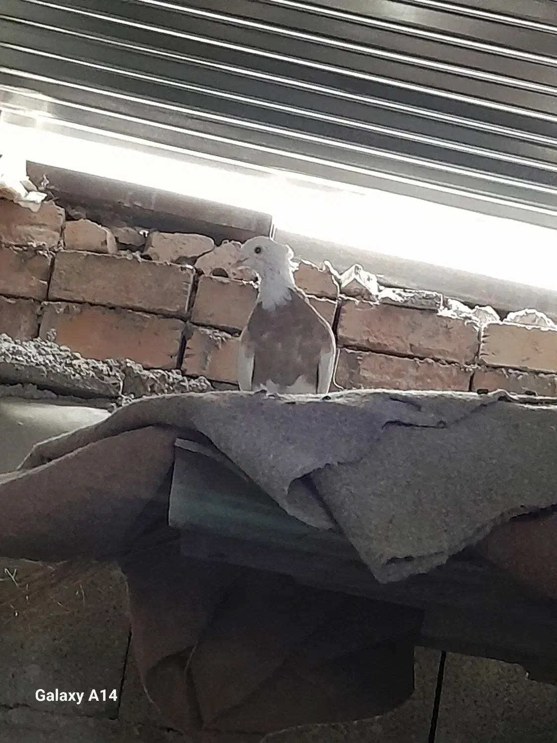 کبوتر طوقی نروماده|پرنده|آبدانان, |دیوار