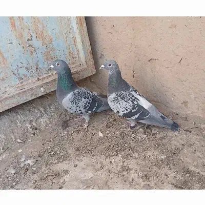 پلاکی جفت مسافتی|پرنده|بافق, |دیوار