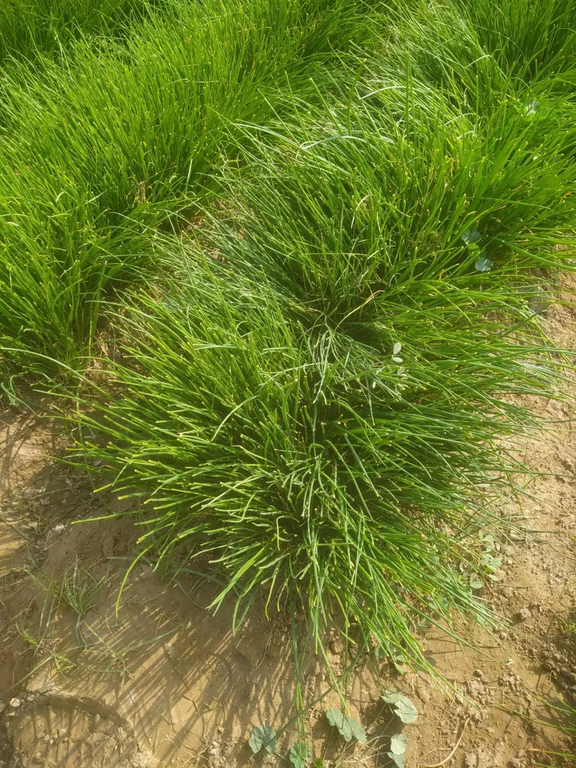 نهال پیاز سایروس|گل و گیاه طبیعی|عنبرآباد, |دیوار