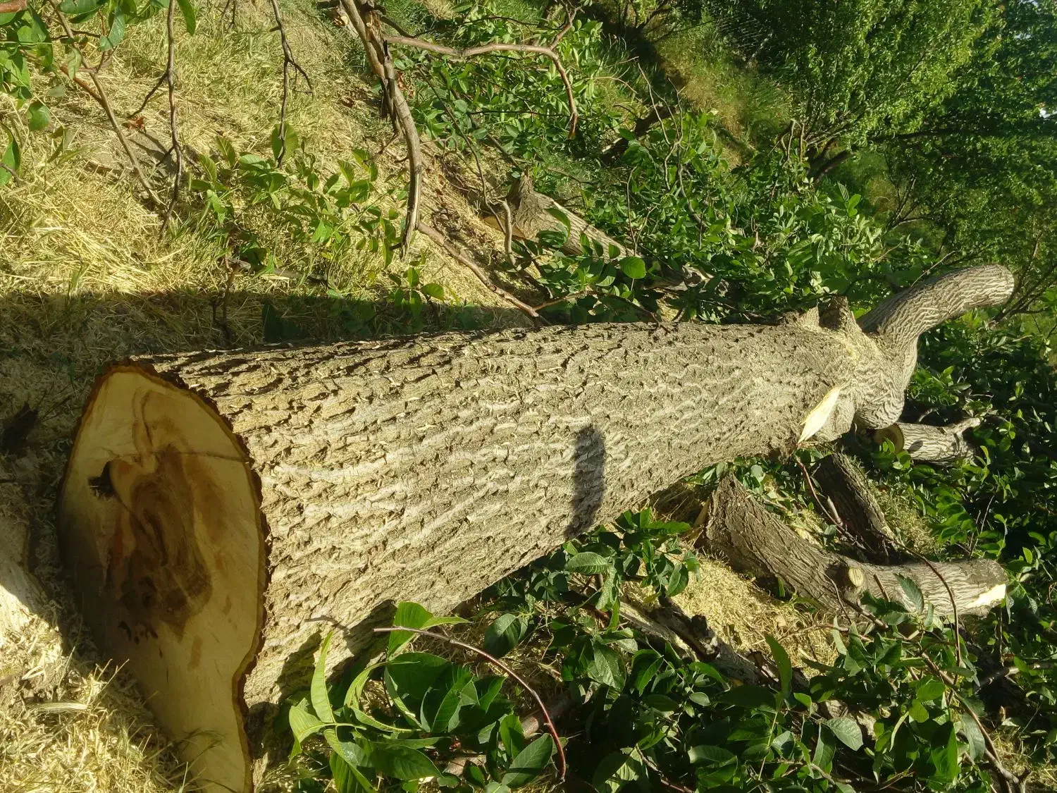 خرید و برش انواع چوب و درخت و هرس درختان لشنی|خدمات باغبانی و درختکاری|دورود, |دیوار