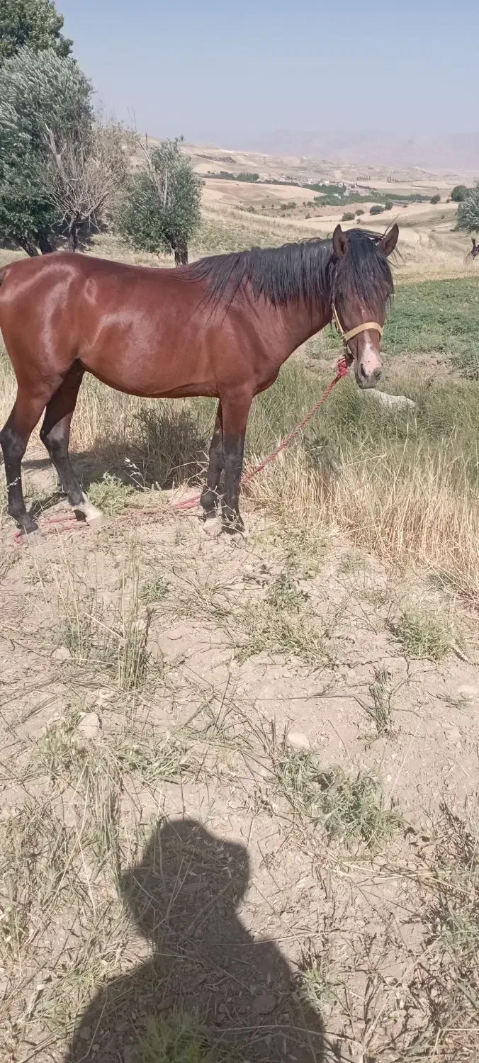 اسب|اسب و تجهیزات اسب‌سواری|نورآباد, |دیوار