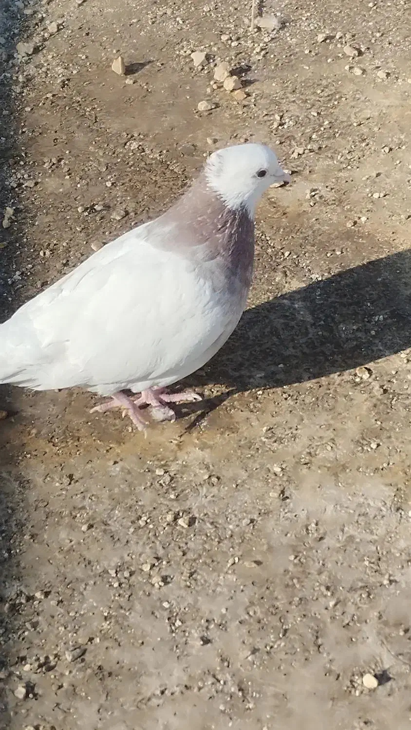 کبوتر طوقی  دوم سیاه و پولکی|پرنده|بیرجند, |دیوار