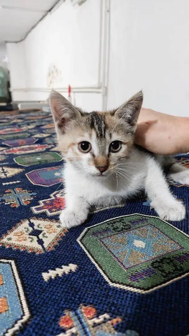 فندق کوچولو|گربه|رشت, منظریه|دیوار