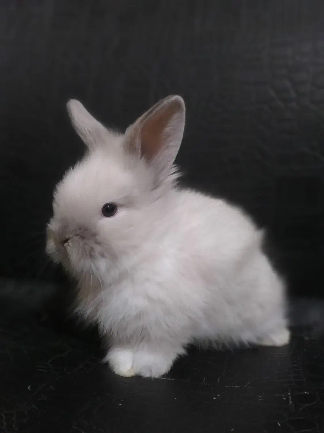 سرپرست مهربون و متعهد میخوام واسه بچه خرگوشام|موش و خرگوش|آبادان, |دیوار