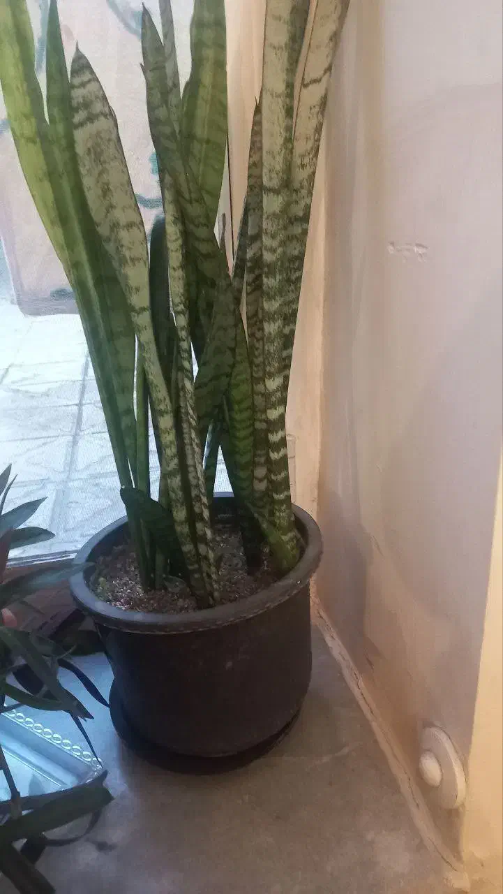 سانسوریا وزیپلین|گل و گیاه طبیعی|تبریز, |دیوار