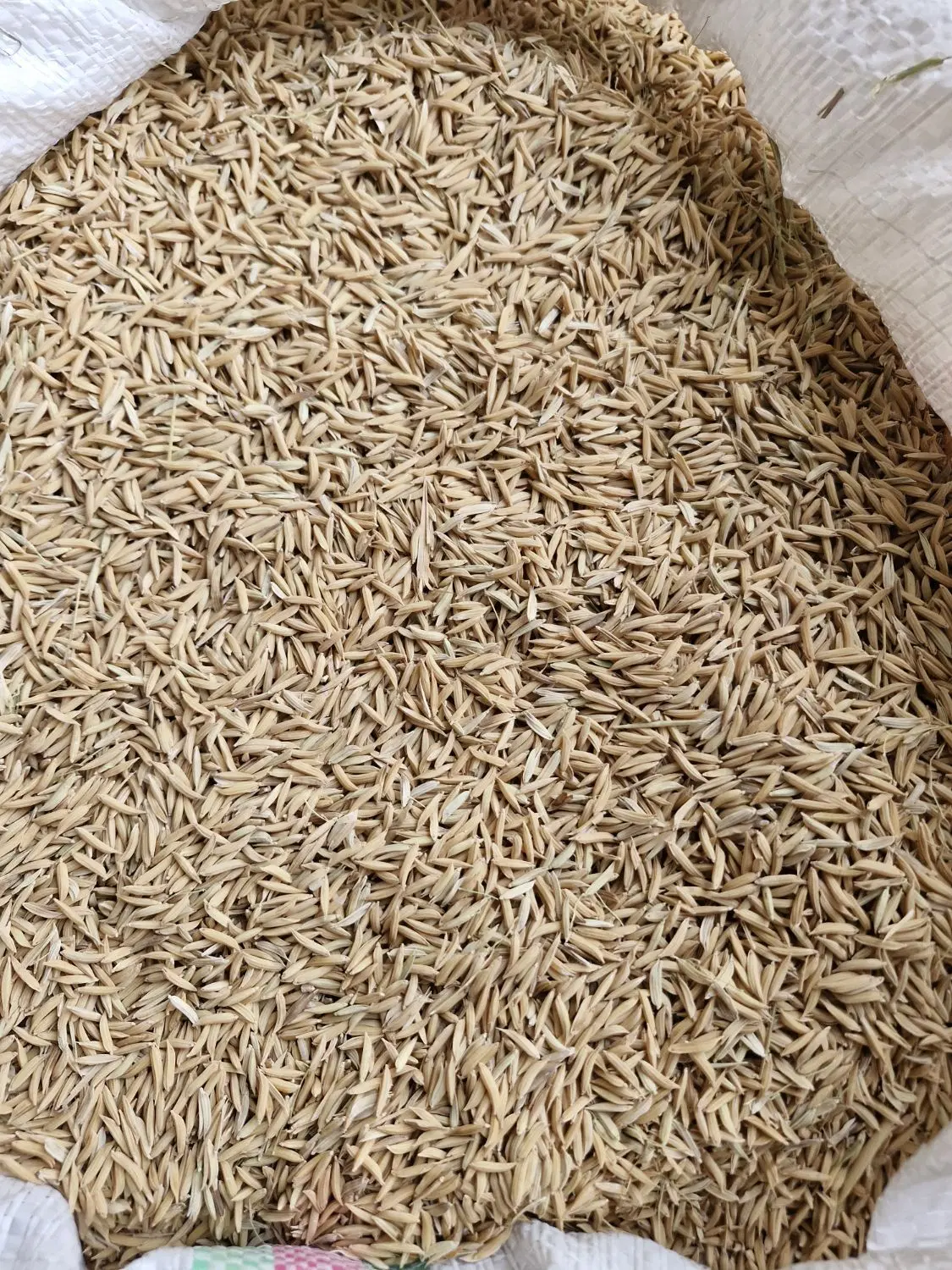 بذر شالی|خدمات باغبانی و درختکاری|علی‌آباد کتول, |دیوار