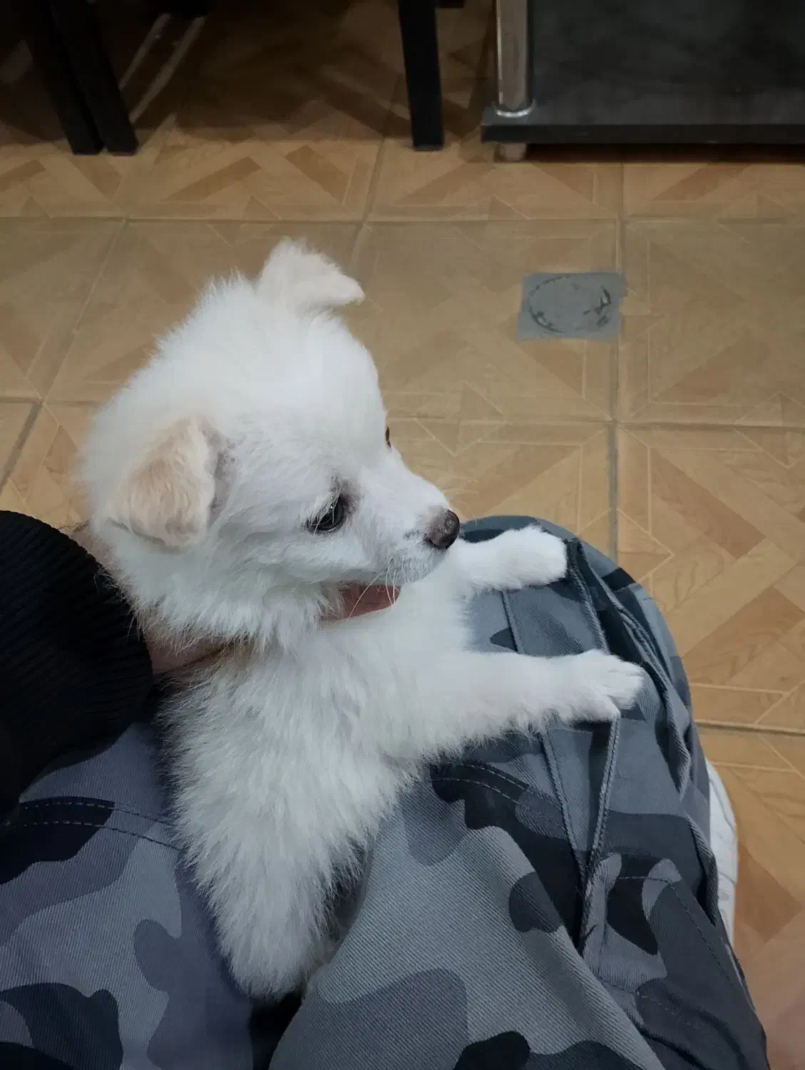 سگ پامرروباهی|سگ|مشهد, ایثارگران|دیوار