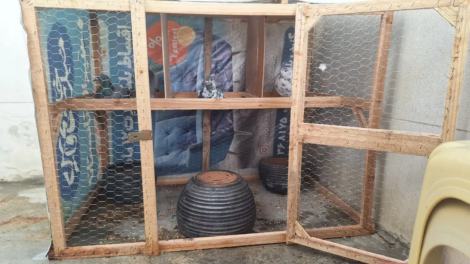 فقس مرغ،کفتر|لوازم جانبی حیوانات|گنبد کاووس, |دیوار