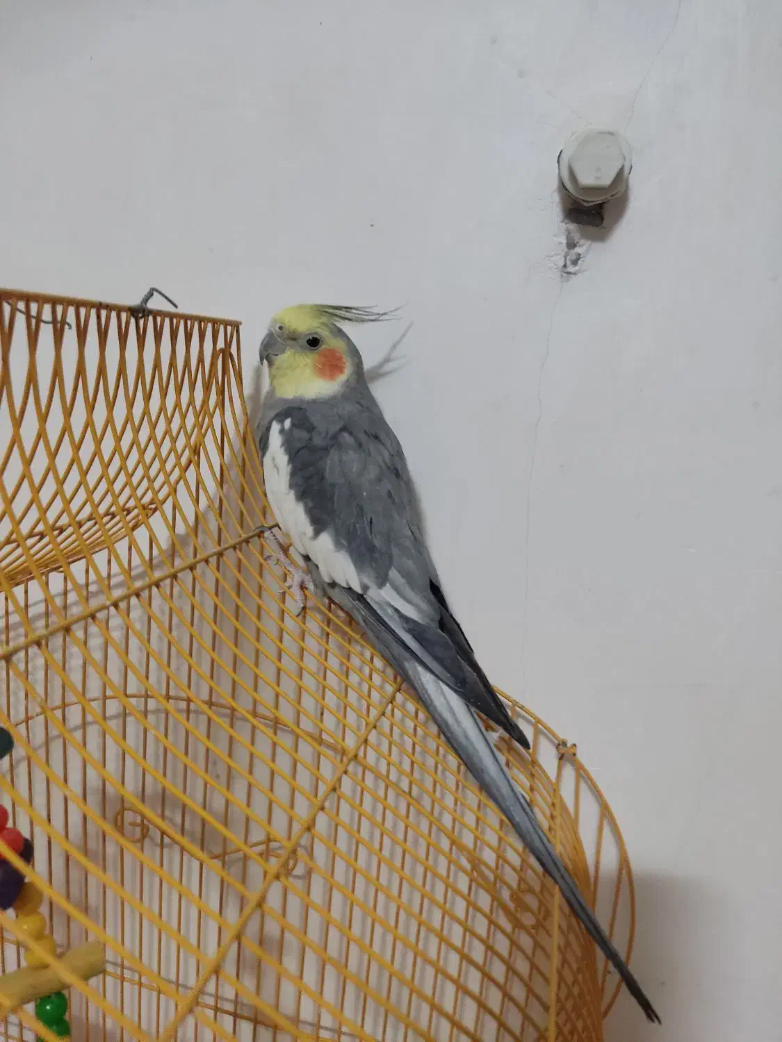 عروس هلندی|پرنده|بیرجند, |دیوار