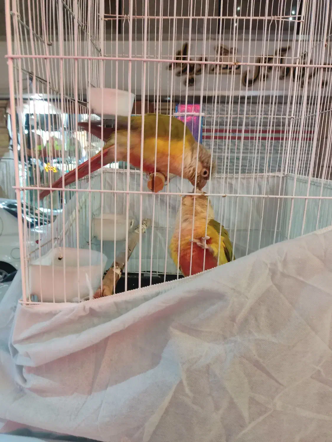 طوطی گیرینچیک مولد|پرنده|اسلامشهر, شهرک قائمیه|دیوار