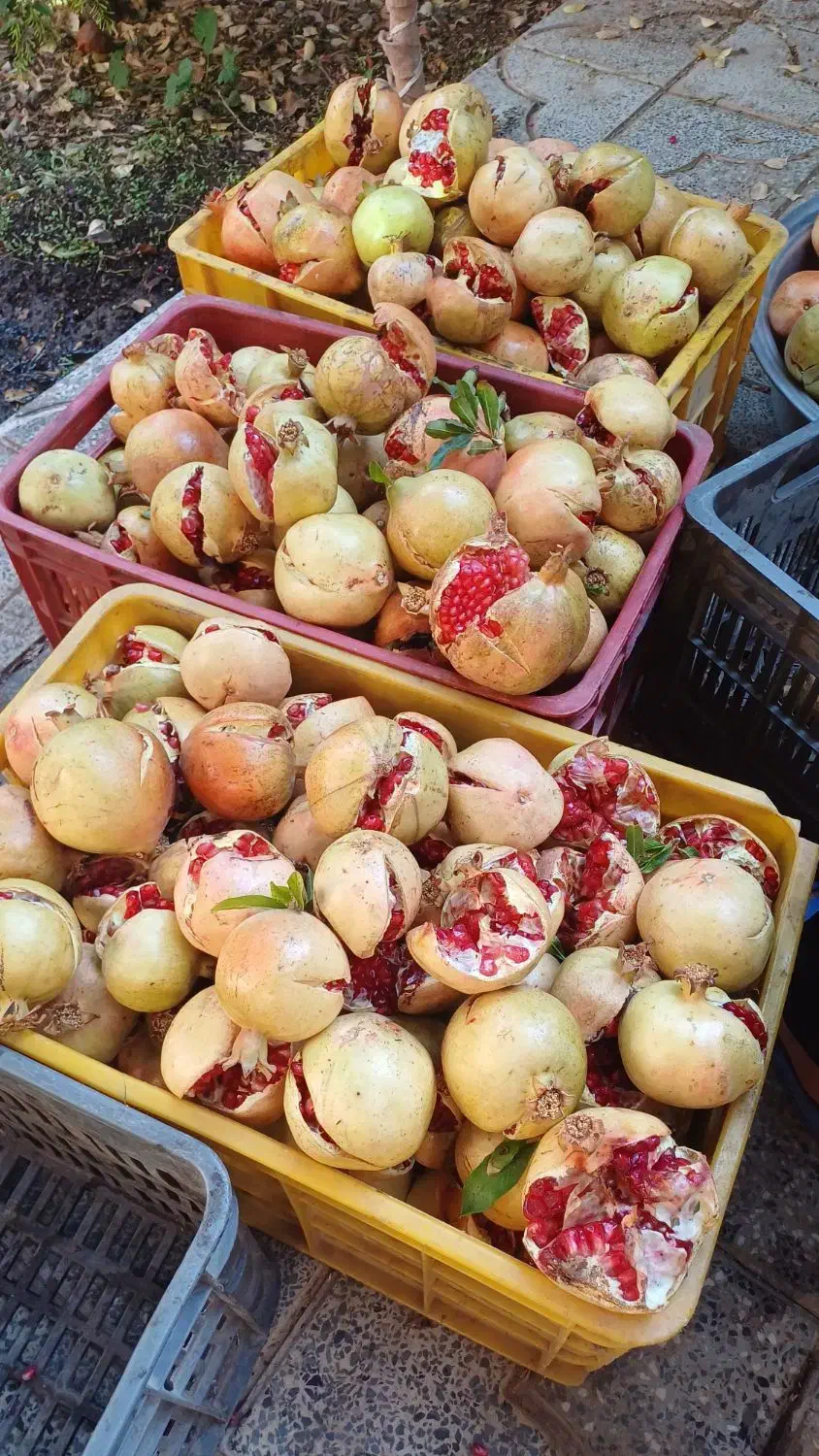 انار .خطی.ترکیده.رب انار درجه یک|حراج|تفت, |دیوار