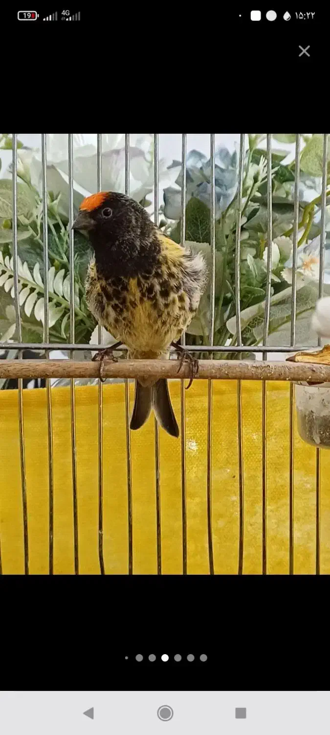 یک عدد گلبسر عطیقه مست به خوان شلاقی|پرنده|شیروان (خراسان), |دیوار