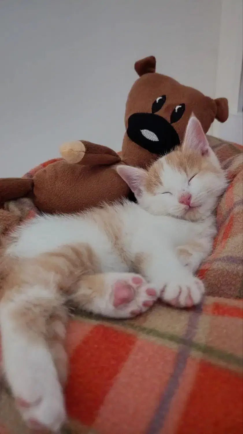 بچه گربه ناز واکسن خورده|گربه|پاکدشت, پاکدشت (مامازند)|دیوار