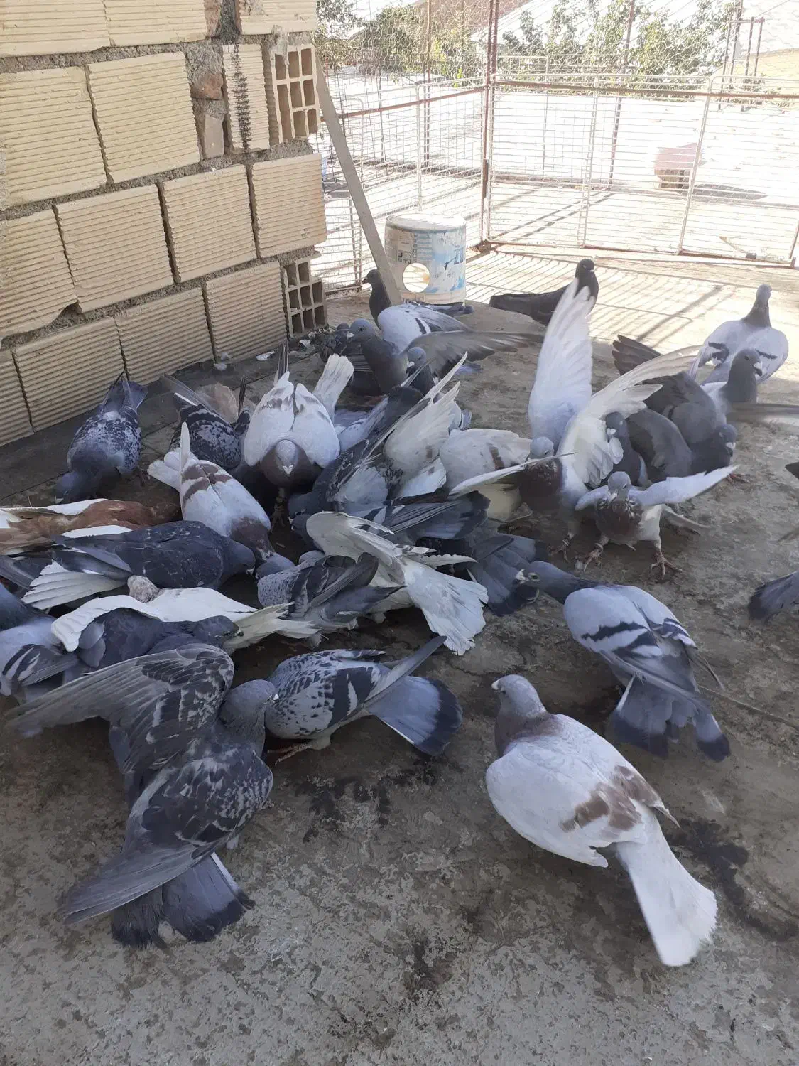 انواع کبوتر پلاکی دوبر|پرنده|خلخال, |دیوار