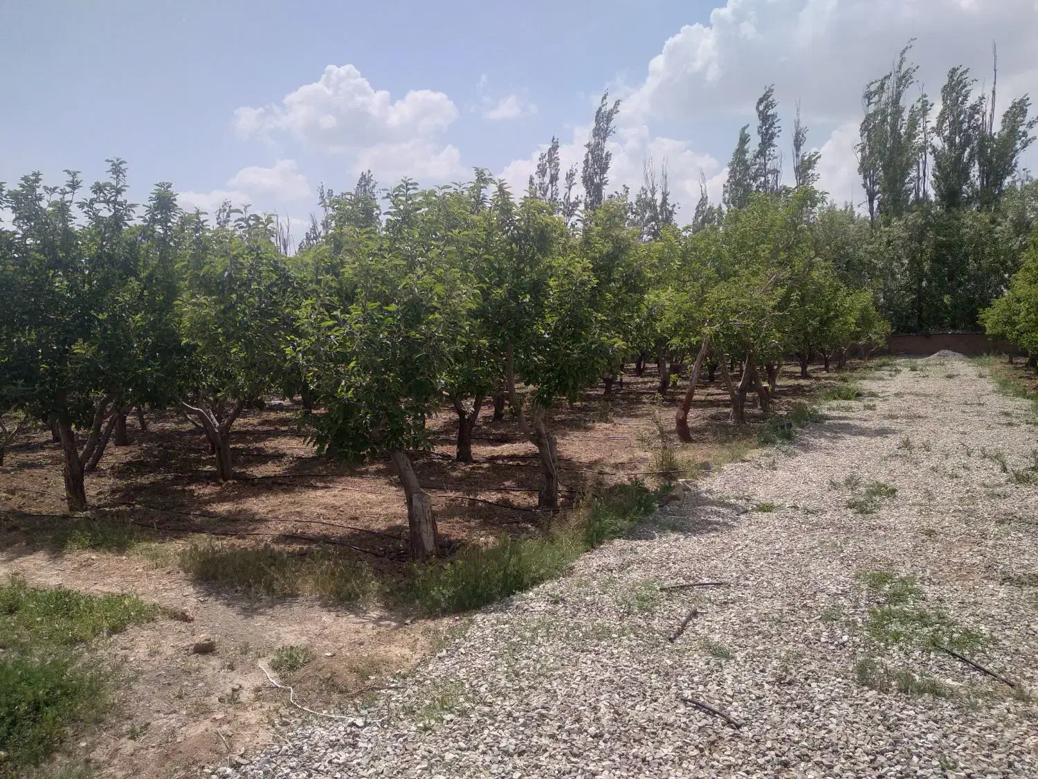 ۳۰۰مترباغچه دردماوندجابان سندتک برگ|فروش زمین و ملک کلنگی|تهران, افسریه شمالی|دیوار