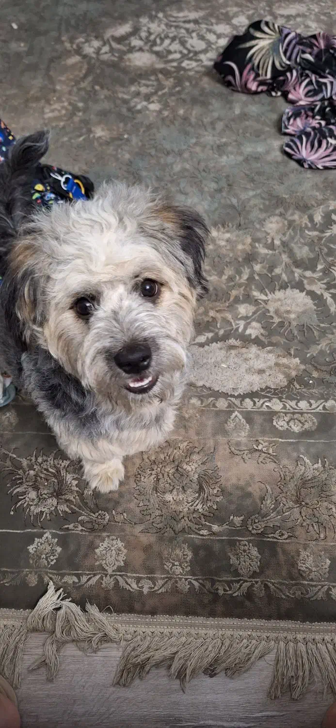 واگذاری رایگان شیتزو تریر|سگ|تهران, نیروی دریایی|دیوار