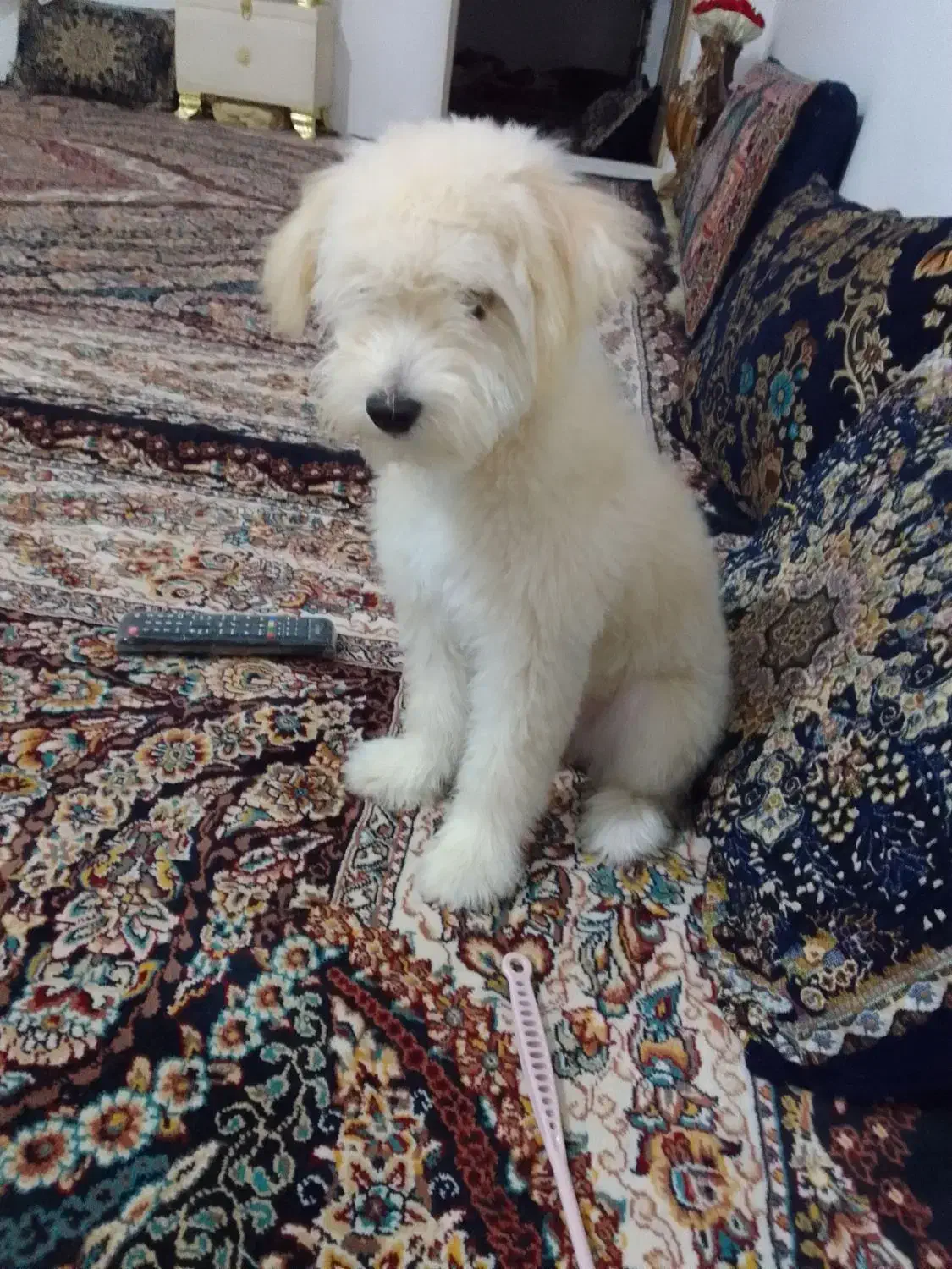 پاپی شیتزوکراس|سگ|تربتحیدریه, جانبازان|دیوار