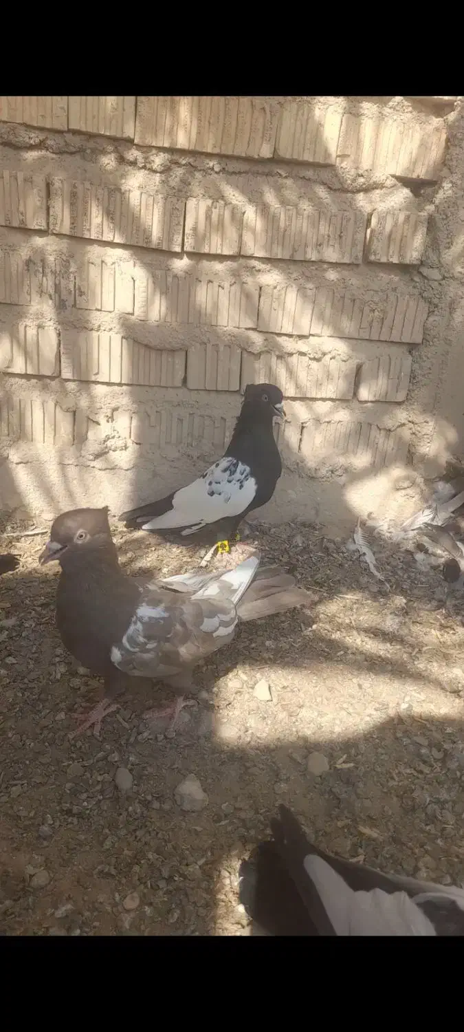 کبوتر سینه|پرنده|شیراز, ارم|دیوار
