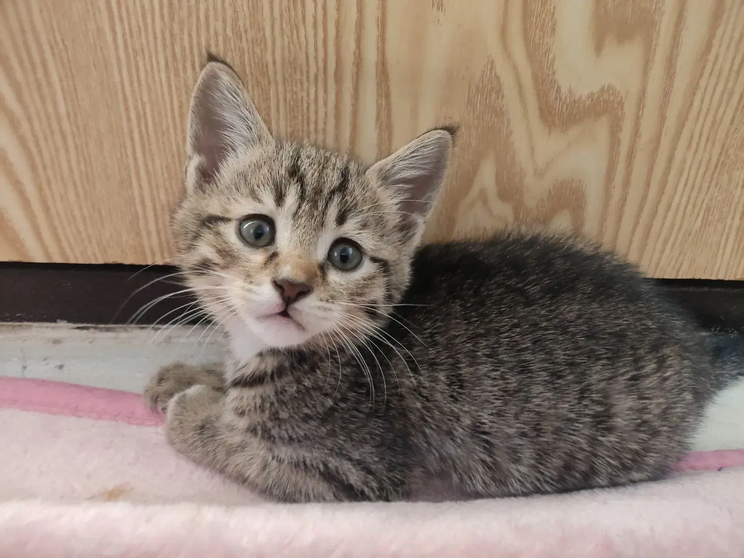 ۲عدد بچه گربه نر ۲ماهه خانگی|گربه|تبریز, |دیوار