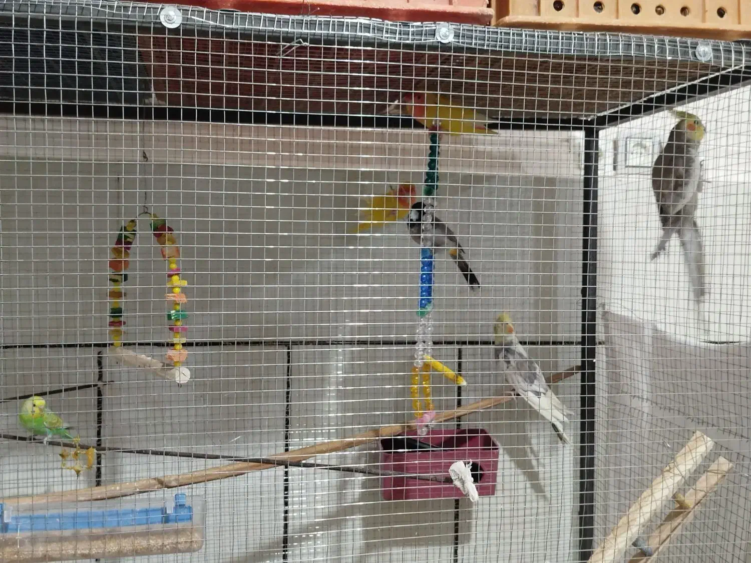 پرنده|پرنده|حاجی آباد, |دیوار