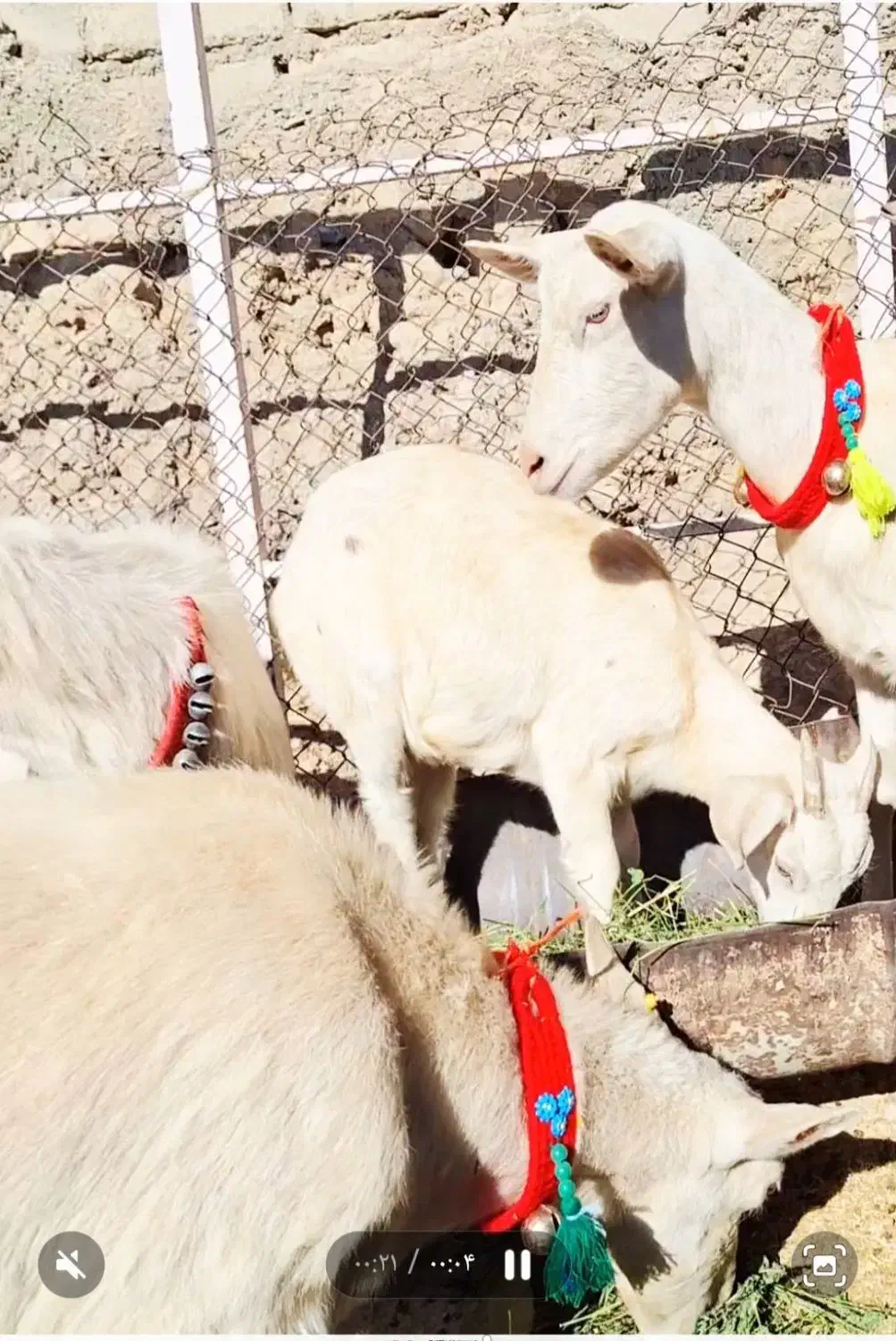 بزن سانن فرانسوی|حیوانات مزرعه|کنگاور, |دیوار