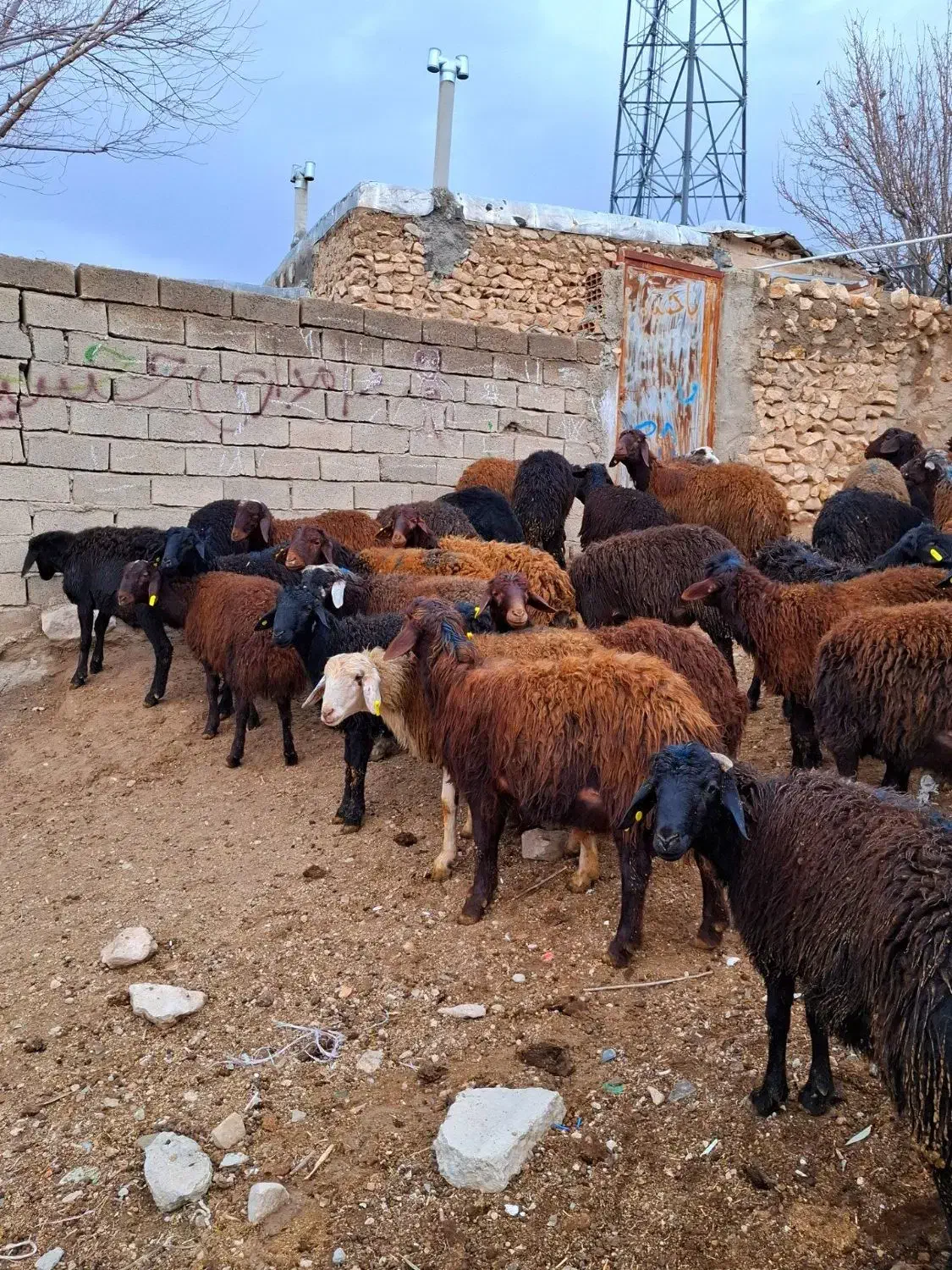 پای پروار|حیوانات مزرعه|سجاس رود, |دیوار