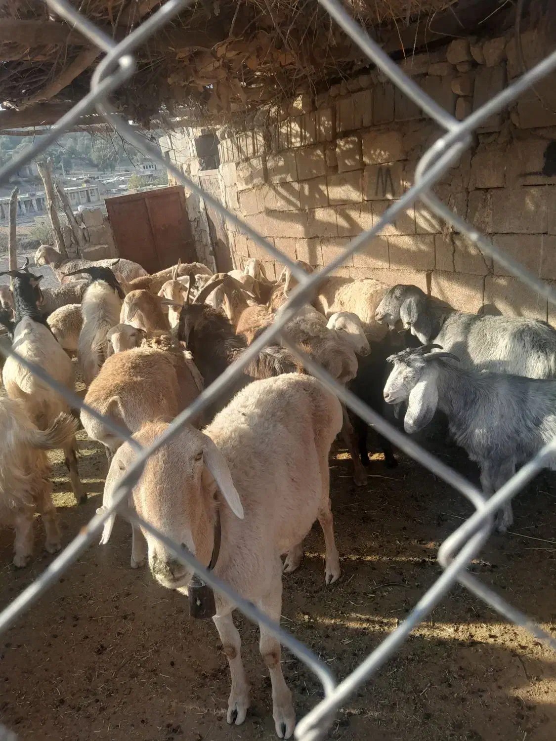 فروش ۱۲ راس میش چینی معاوضه با بز|حیوانات مزرعه|سیسخت, |دیوار