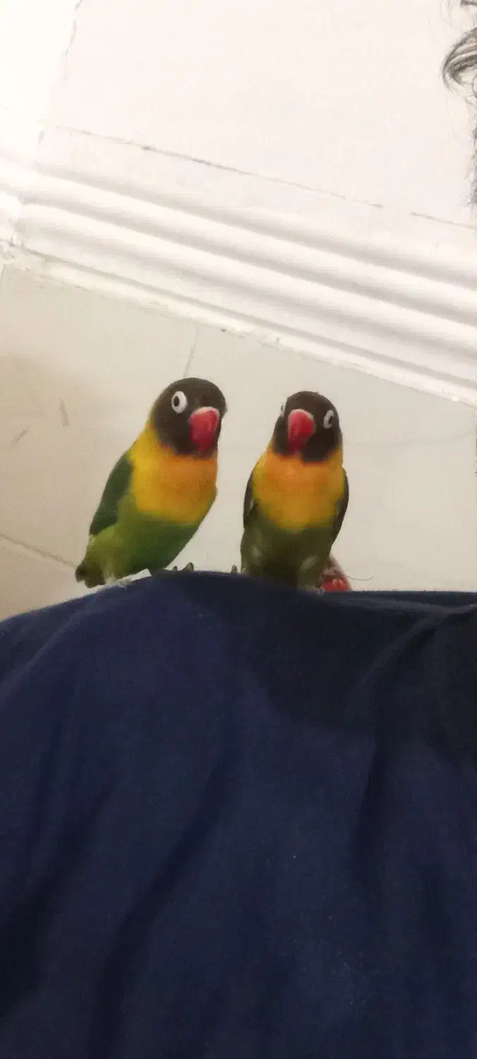 فروش عروس هلندی و کوتوله برزیلی|پرنده|لامرد, |دیوار