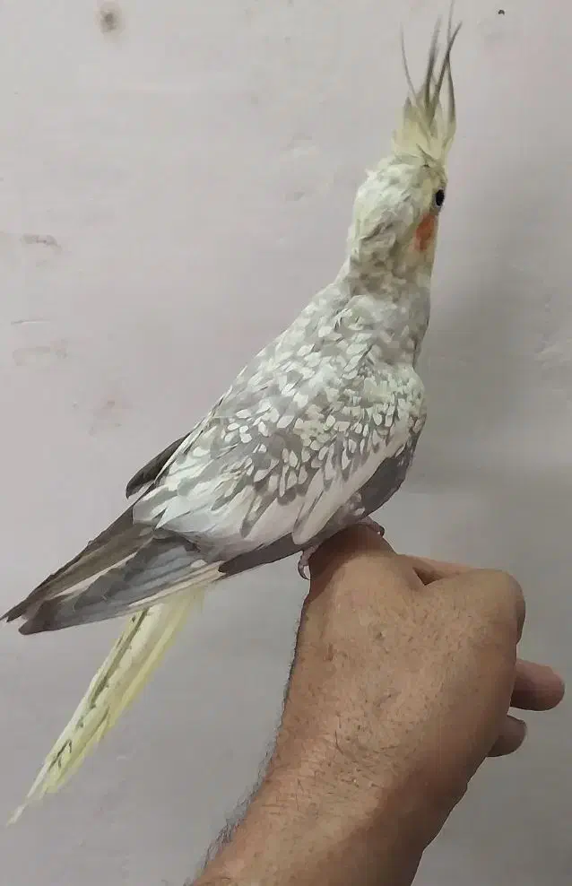 عروس هلندی مرواریدی|پرنده|خمینی‌شهر, |دیوار