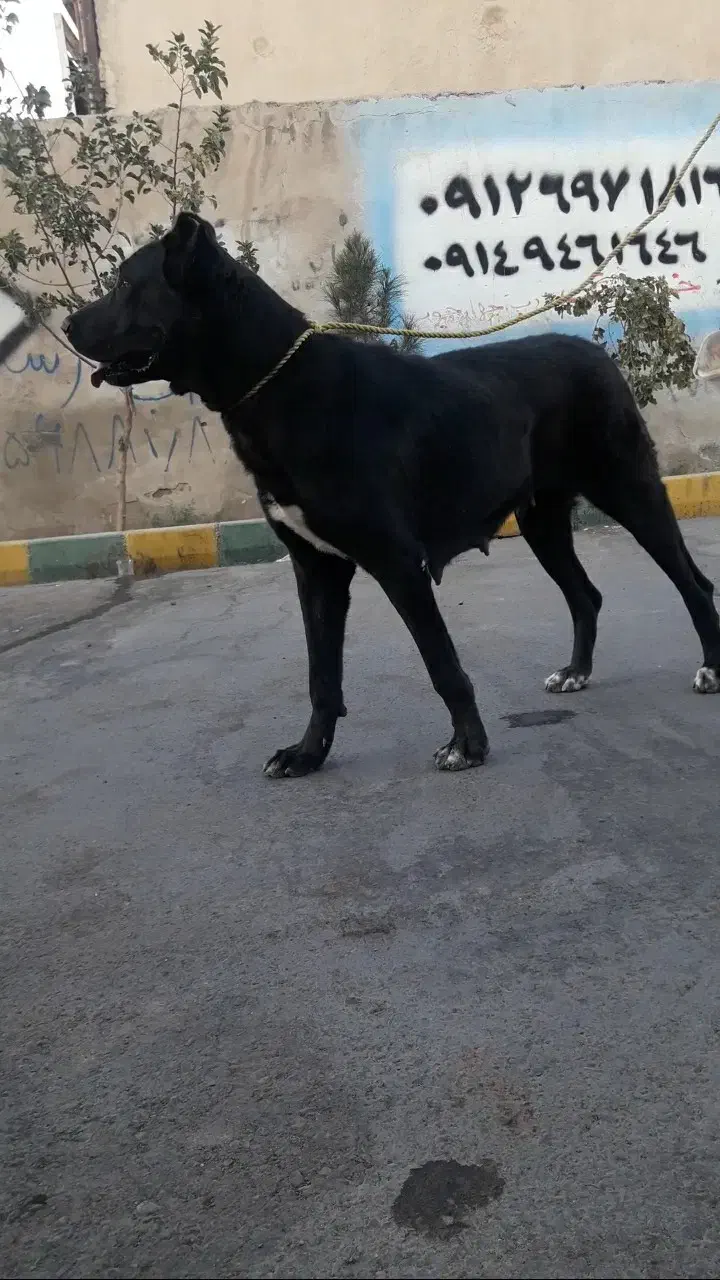 ماده سرابی|سگ|بهارستان, |دیوار