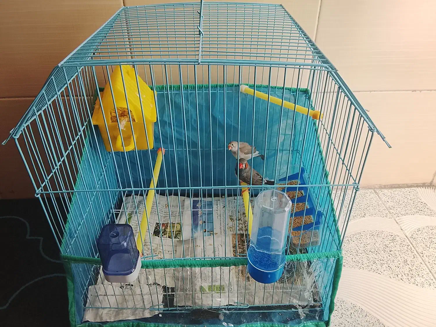 یه جفت فنچ با قفس|پرنده|خرمآباد, |دیوار