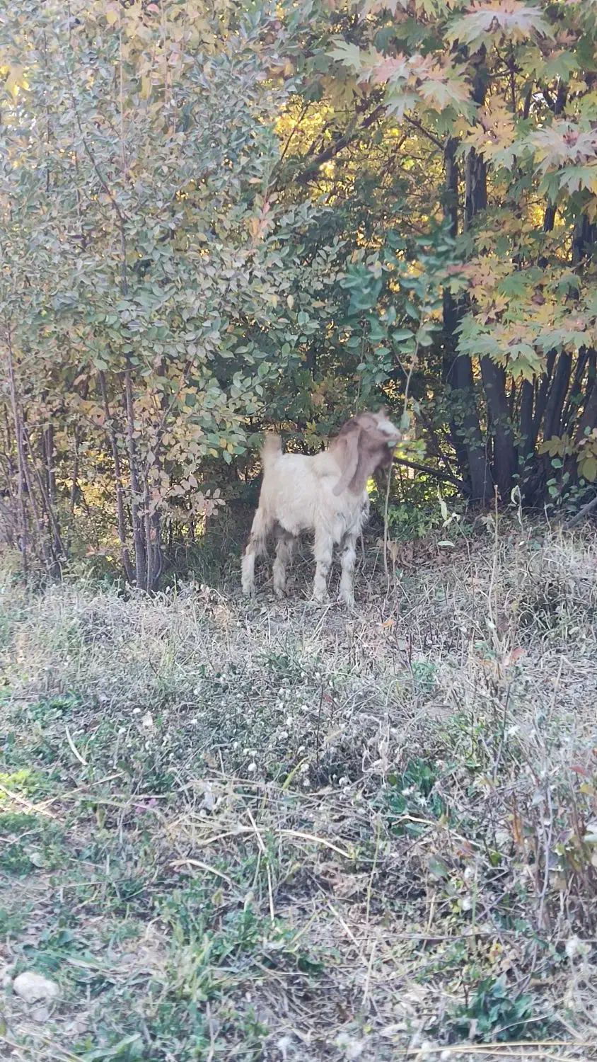 بز نر|حیوانات مزرعه|دینور, |دیوار