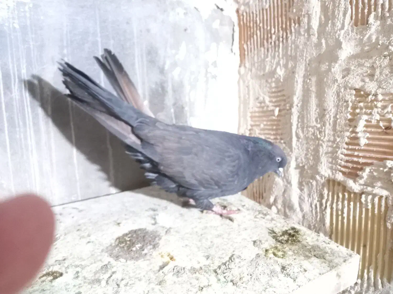 کبوتران پرشی|پرنده|ارومیه, |دیوار