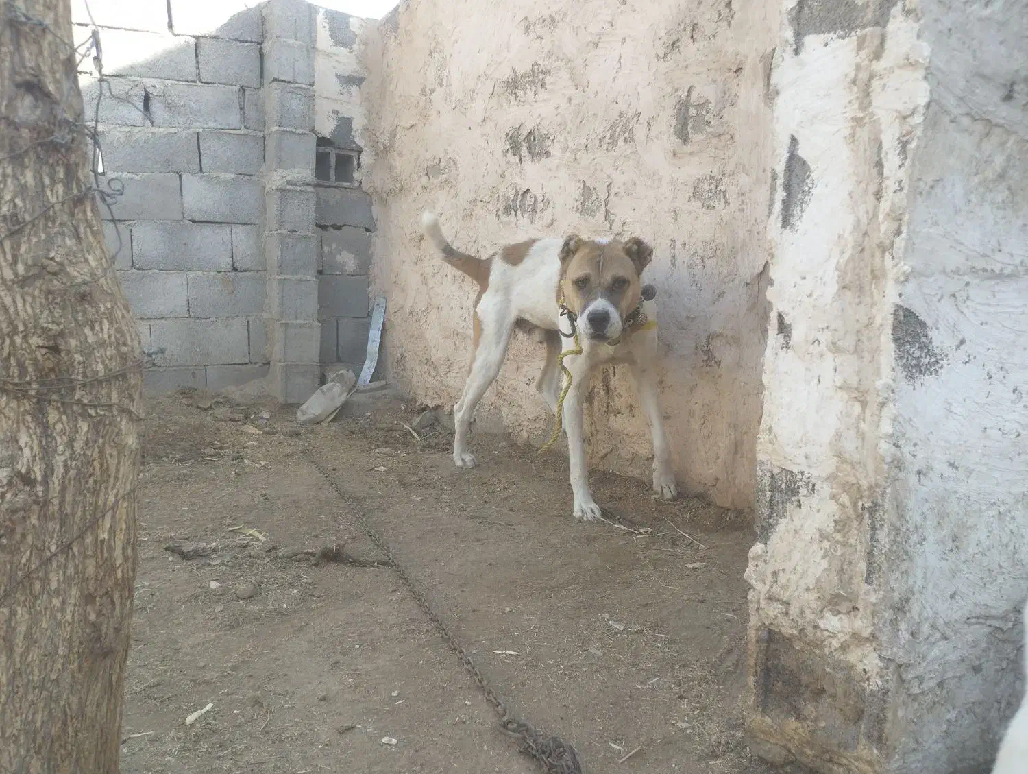 سگ نگهبان گوسفندی|سگ|طاغنکوه, |دیوار