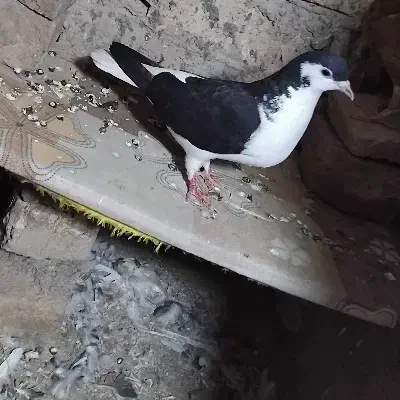 شیر سیاه کفتر گمشده یه تیغ سفید داره|حیوانات|نیشابور, مبارکه|دیوار