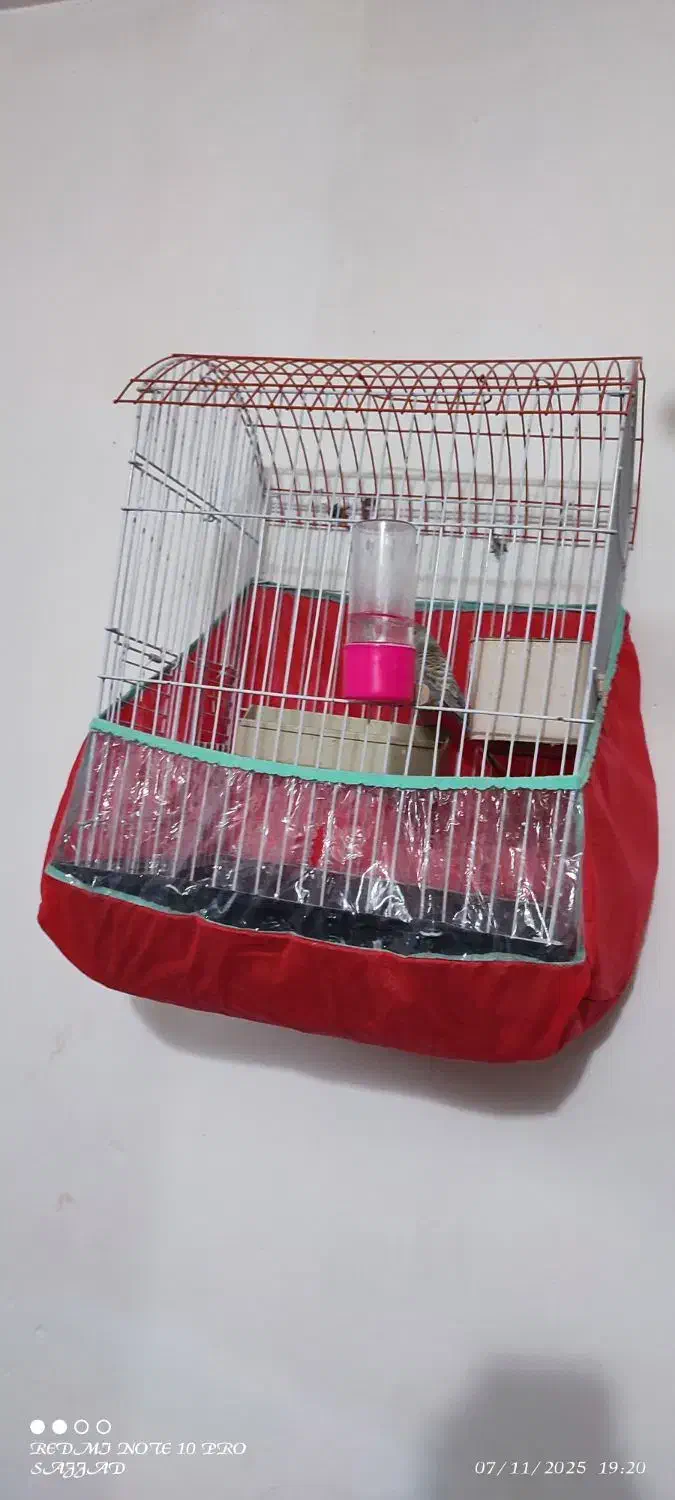 مرغ عشق خوش رنگ|پرنده|طبس, |دیوار