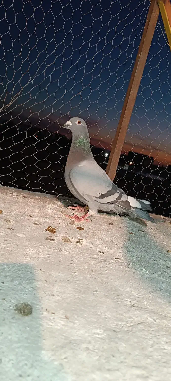 کبوتر نر|حیوانات|ایرانشهر, |دیوار