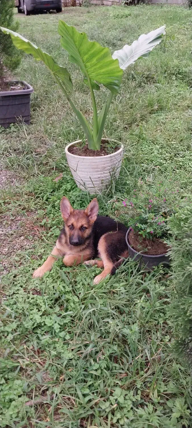 توله و سگ بالغ ژرمن شپرد اصیل و باهوش|سگ|تالش, تالش|دیوار