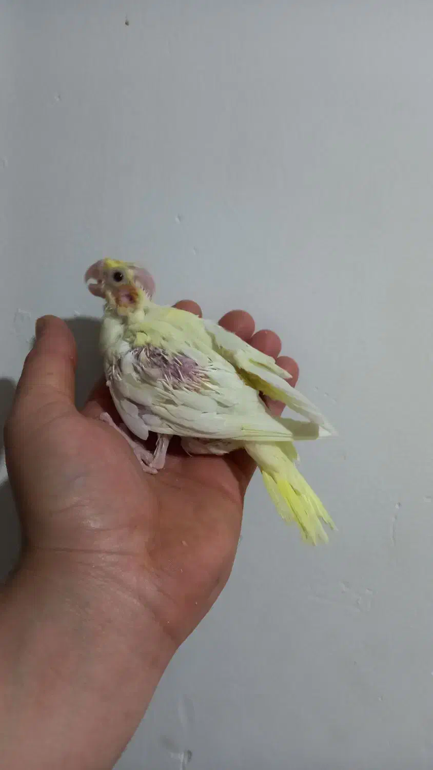 جوجه البینیو ولوتینیو زعفرانی|پرنده|شاهرود, |دیوار